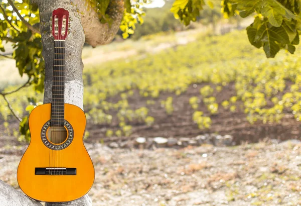 Bitkilerle dolu bir çayırın arka planının bulanık doğal arkaplanı olan bir ağaçtaki gitar. Flamenko ya da Endülüs konsepti, fotokopi alanı. Tarlada güneşli gün.