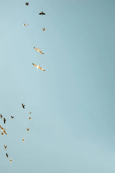 Sullo Sfondo Cielo Limpido Tramonto Con Uccelli Grande Spazio Copia — Foto Stock