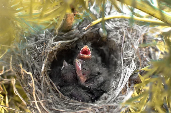 Sparrow Chicks Nest Beak Open Looking Food Three Little Beautiful — Stock Photo, Image