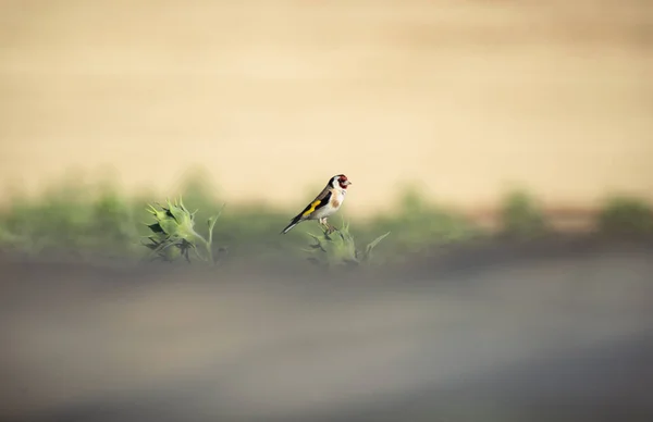 Belo Goldfinch Europeu Carduelis Carduelis Descansando Girassol Com Fundo Embaçado — Fotografia de Stock