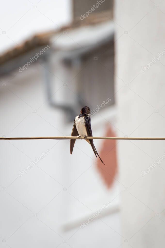 Beautiful Barn Swallow (Hirundo rustica) cleaning plumage perched on a cable in the street, blur background with white houses of the town.