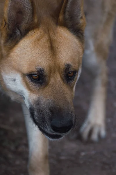 Close Portrait Face Big Dog Looking Away Blur Background Effect — Stock Photo, Image