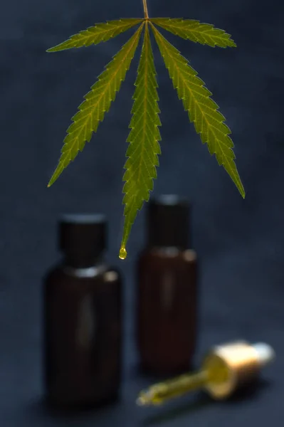 Stora Marijuanablad Droppande Cbd Olja Göra Med Cannabis Suddig Svart — Stockfoto