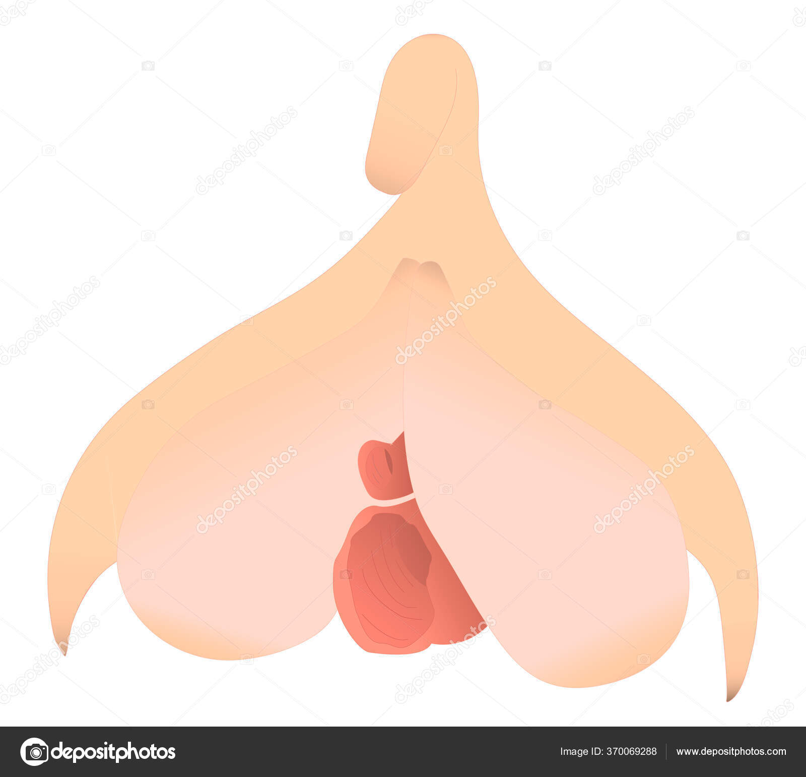 Вид Полного Клитора Женского Полового Органа Удовольствия Структура Клитора  Различными Стоковый вектор ©Kemedo 370069288
