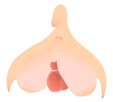 View of a complete clitoris, the female sexual organ of pleasure. Structure of a clitoris with different parts, vector or image isolated on white. clipart