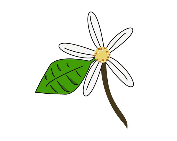 Dibujo Una Flor Azahar Flor Naranjo Con Detalles Hoja Verde — Vector de stock