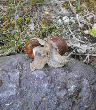 Bahçedeki üzüm salyangozları