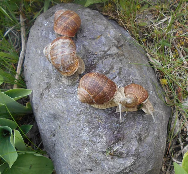 Escargots Raisin Dans Jardin — Photo
