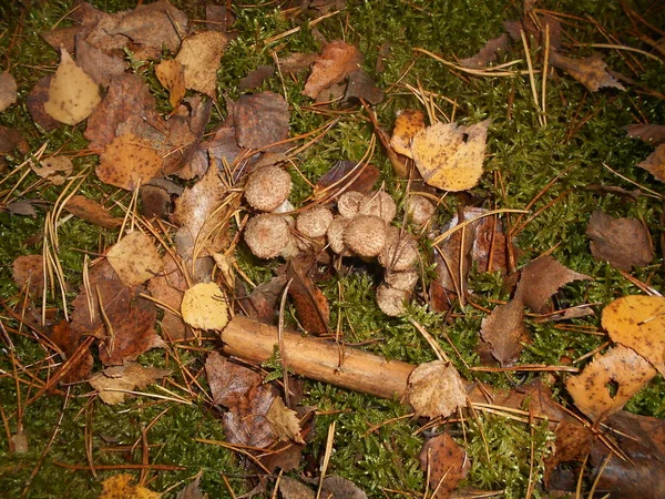 Cogumelos Outono Floresta — Fotografia de Stock
