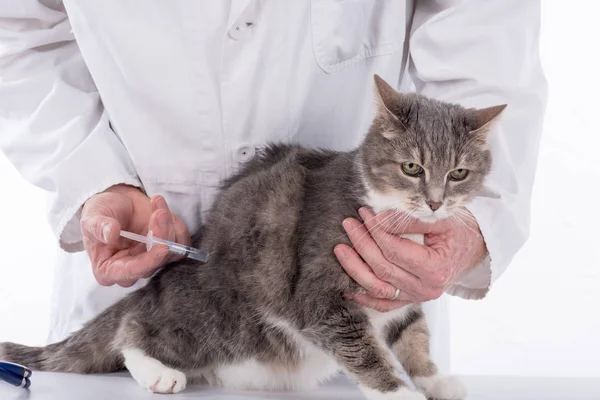 Cat at the vet clinic — Stock Photo, Image