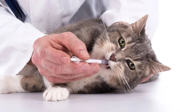 Cat at the vet clinic — Stock Photo, Image