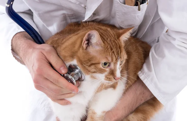 고양이 수 의사 진료소에 — 스톡 사진
