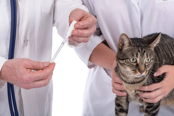 Gato en la clínica veterinaria — Foto de Stock