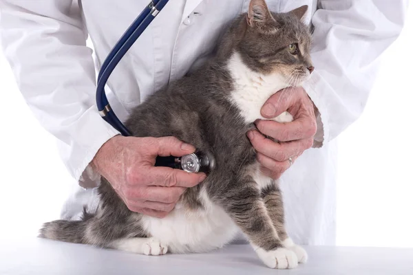 Pisica la clinica veterinară — Fotografie, imagine de stoc