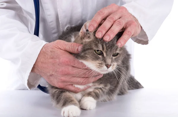 Кіт у ветеринарній клініці — стокове фото