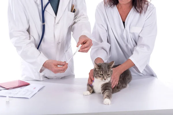 猫獣医クリニック — ストック写真