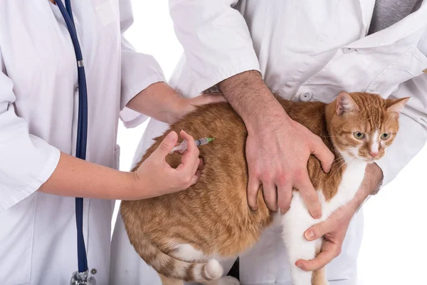 Gato en la clínica veterinaria —  Fotos de Stock