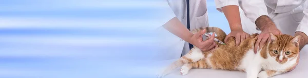 Veterinär som ger en injektion till en katt — Stockfoto