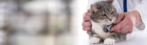 Ветеринар оглядає кота — стокове фото