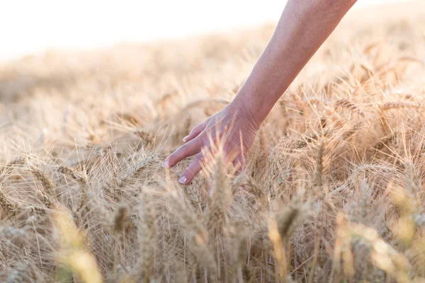 Vrouwelijke hand aanraken van de oren van tarwe, zonlicht effect — Stockfoto