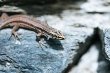 Bir taş duvar kertenkele