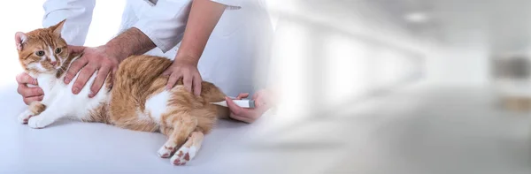 Veterinario examinando un gato; bandera panorámica — Foto de Stock