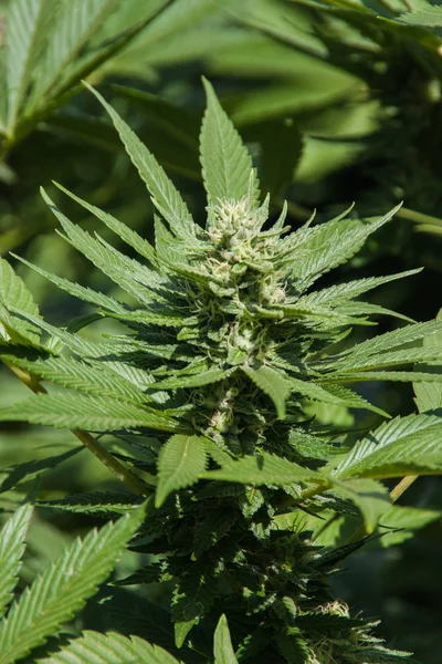 Marihuana Plantas de cannabis Imágenes de stock libres de derechos