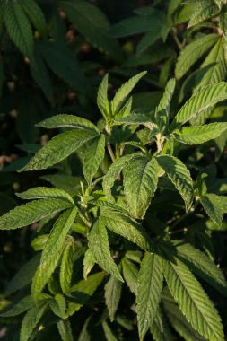 Esrar kenevir bitkisi