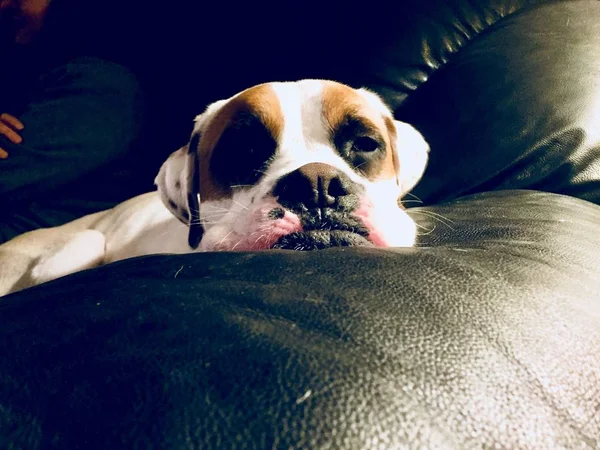 Boxer Laying Couch — Stock Photo, Image