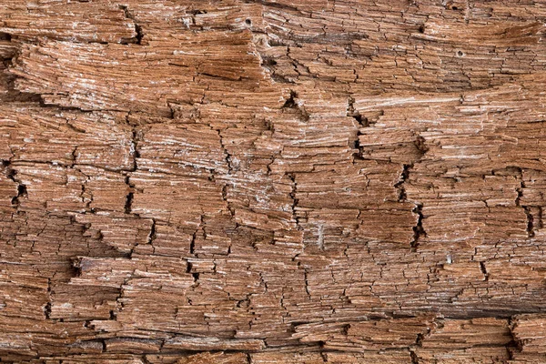 Struttura dell'albero della corteccia — Foto Stock