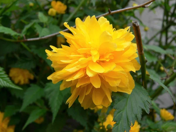 Una Foto Primer Plano Una Rosa Amarilla Colorida Japón Flor — Foto de Stock