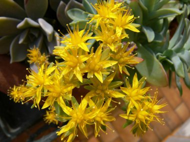 Baharda bir bahçede açan sarı kır çiçeklerinin yakın plan fotoğrafı.