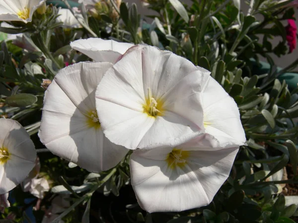 Μια Κοντινή Φωτογραφία Ενός Πολύχρωμου Λευκού Αργυρού Λουλουδιού Που Ανθίζει Φωτογραφία Αρχείου