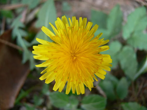 Une Photo Gros Plan Fleurs Pissenlit Jaune Colorées Fleurs Dans — Photo