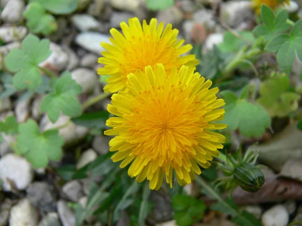 a closeup pic of colorful yellow dandelion flowers in bloom in a garden in springtime