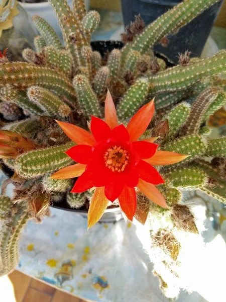 Una Foto Primer Plano Una Flor Cactus Color Rojo Flor — Foto de Stock