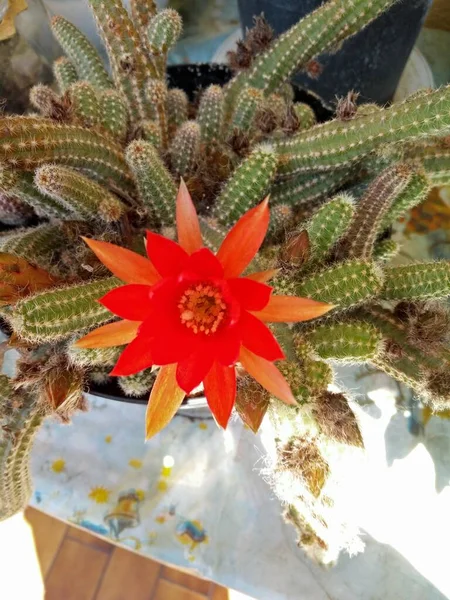 Una Foto Primer Plano Una Flor Cactus Color Rojo Flor — Foto de Stock