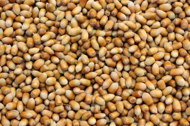 Çok fazla fındık kahverengi arka plan dokusu, Karadeniz Türkiye