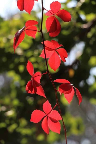 Autumn leaves change color. American ivy, Virginia Creeper, Parthenocissus quinquefolia.