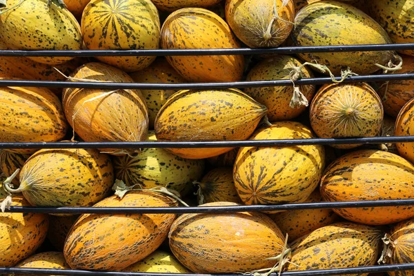 Food photo of fruit asian melon. Texture background colorful food fruit yellow melons. Yellow melon fruit food product image at supermarket counter.