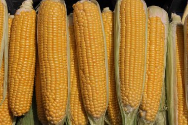 Türkiye 'de yetişen bir tür mısır. Soyulmuş mısırlar.