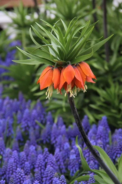 Crown imperial, Fritillaria imperialis. Flowers of springtime. A red tulip and blue hyacinth flowers in the background.