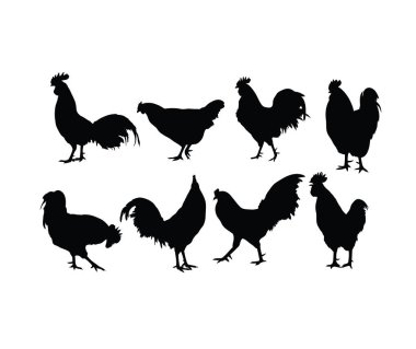 Rooster and Chicken Activity, Bird family Silhouettes, art vector design