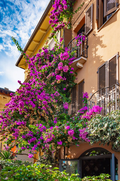 Italy, bright flowering bougainvillea creeps on the facade of the house, balcony and Windows, Sunny warm day, bright sky.