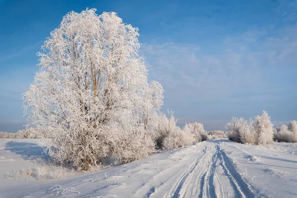 Winter Frost Snow Covered Road Trees Bushes Covered Frost Bright — Stock Photo, Image