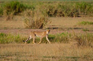 Afrika, Kenya, Çita avlanmaya hazırlanıyor, avını arıyor.