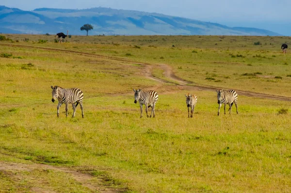 Kenia Afrika Zebra Wandelen Savanne Achtergrond Struisvogels Heuvels — Stockfoto