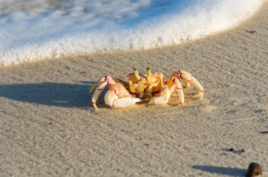 Kumsaldaki kumda güneşle aydınlatılan yengeç