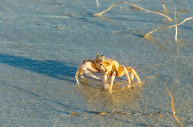 Kumsaldaki kumda güneşle aydınlatılan yengeç