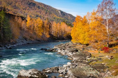 Sibirya, Altai Krai, dağlar, Turkuaz nehrinin kıyısında sonbahar ağaçları, parlak mavi gökyüzü